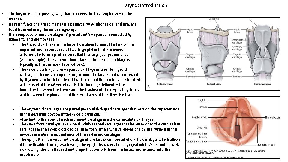 Larynx: Introduction • • • The larynx is an air passageway that connects the