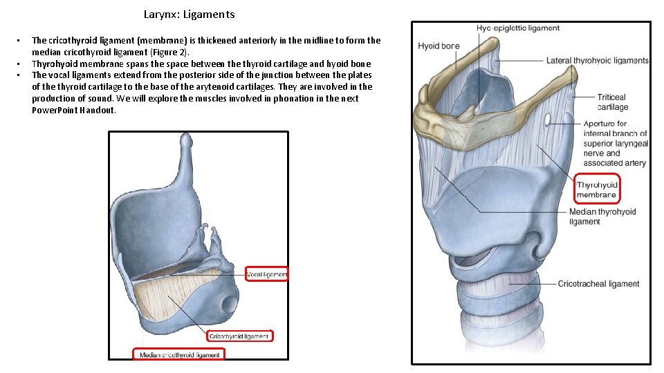 Larynx: Ligaments • • • The cricothyroid ligament (membrane) is thickened anteriorly in the