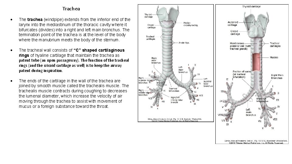 Trachea The trachea (windpipe) extends from the inferior end of the larynx into the
