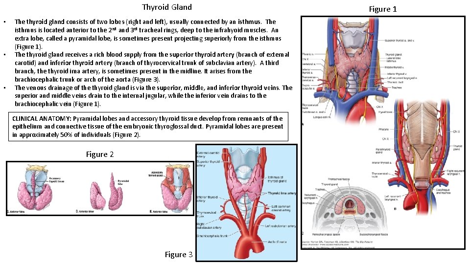 Thyroid Gland • • • The thyroid gland consists of two lobes (right and