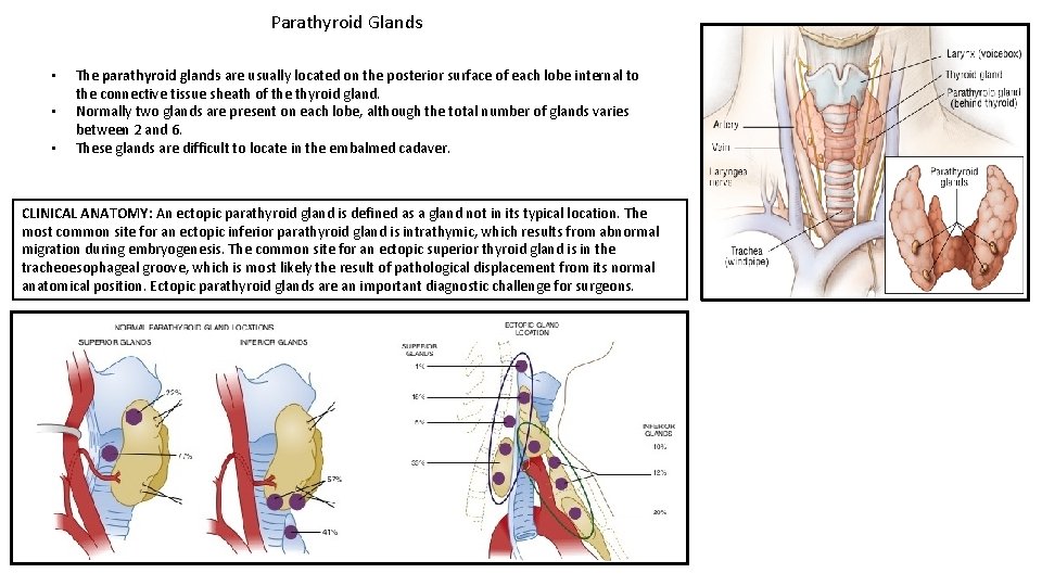 Parathyroid Glands • • • The parathyroid glands are usually located on the posterior