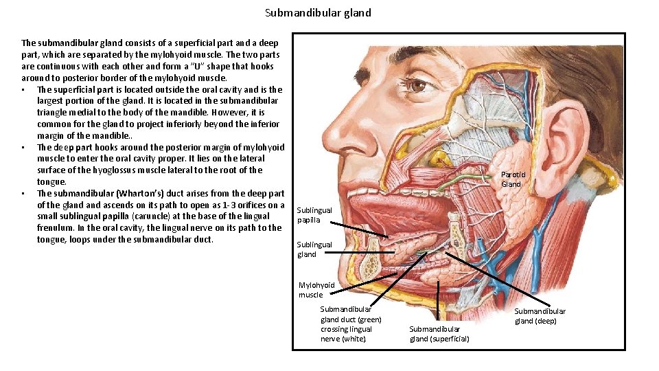 Submandibular gland The submandibular gland consists of a superficial part and a deep part,
