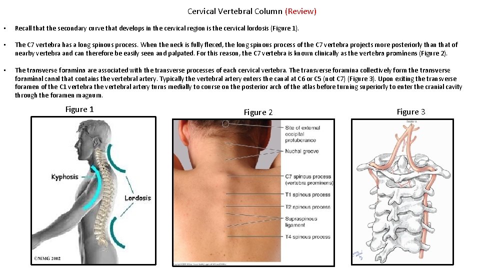 Cervical Vertebral Column (Review) • Recall that the secondary curve that develops in the