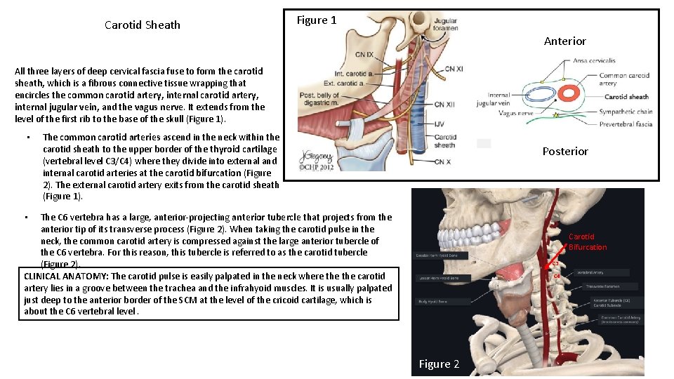 Carotid Sheath Figure 1 Anterior All three layers of deep cervical fascia fuse to