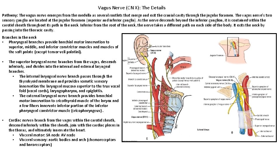 Vagus Nerve (CN X): The Details Pathway: The vagus nerve emerges from the medulla