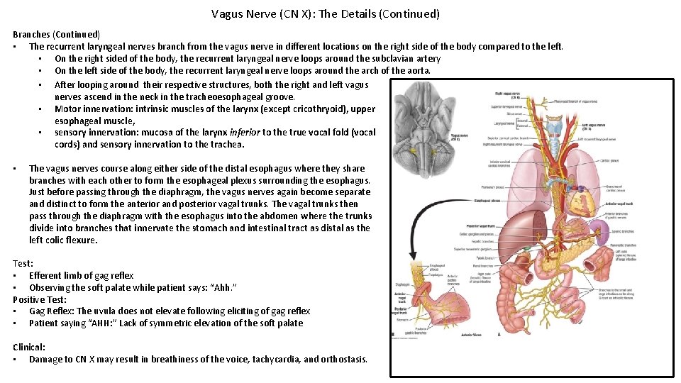Vagus Nerve (CN X): The Details (Continued) Branches (Continued) • The recurrent laryngeal nerves