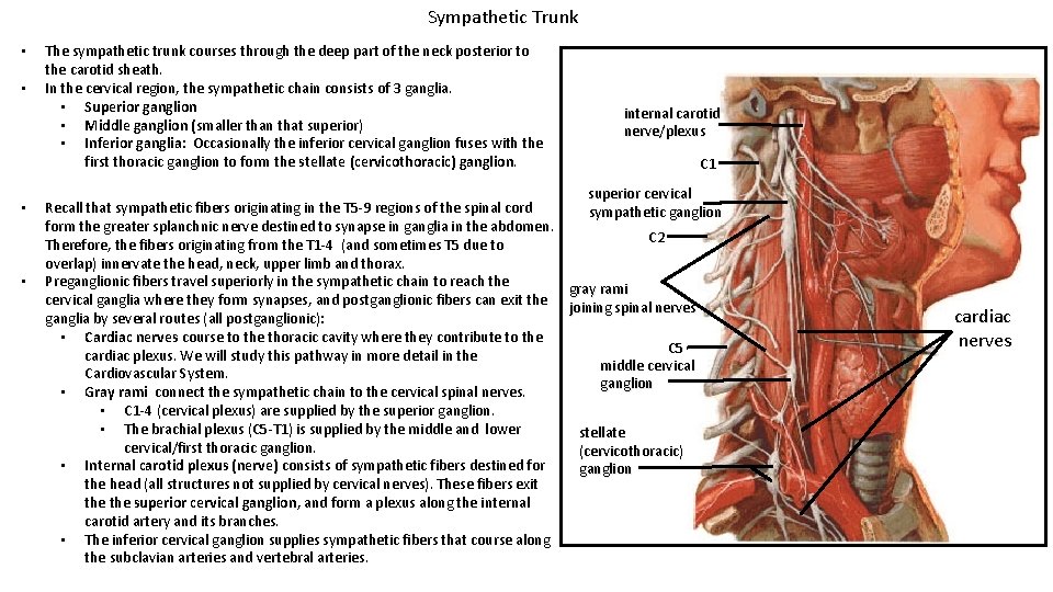Sympathetic Trunk • • The sympathetic trunk courses through the deep part of the
