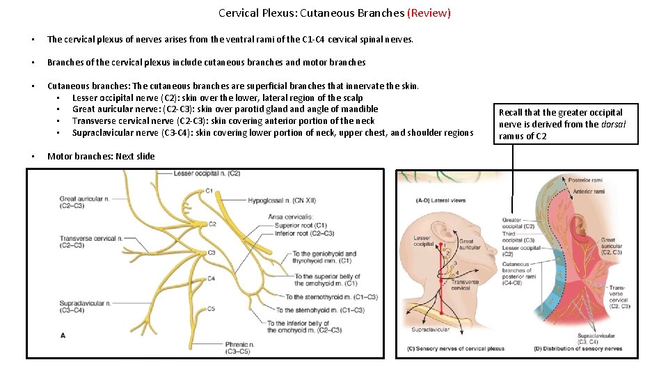 Cervical Plexus: Cutaneous Branches (Review) • The cervical plexus of nerves arises from the