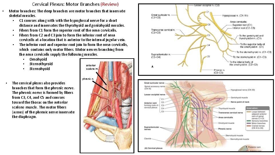 Cervical Plexus: Motor Branches (Review) Motor branches: The deep branches are motor branches that