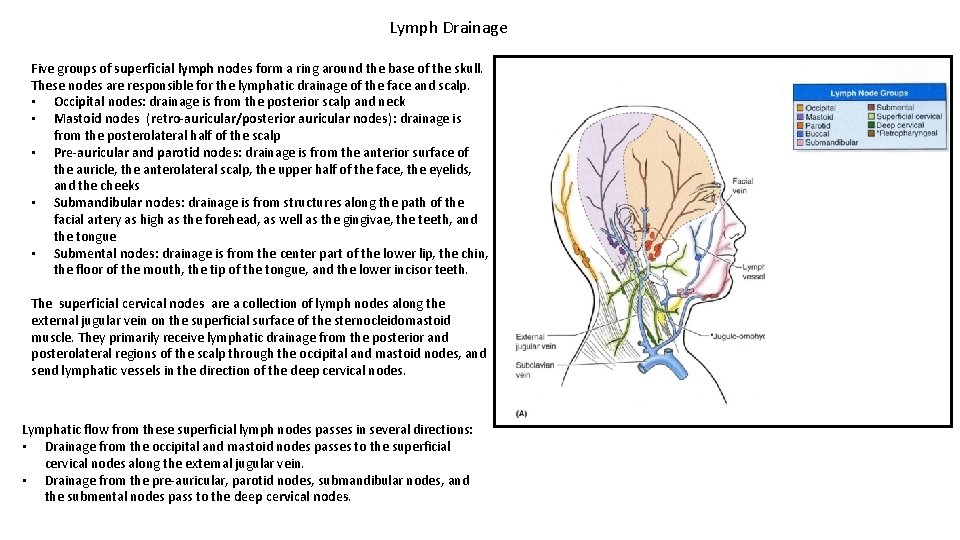 Lymph Drainage Five groups of superficial lymph nodes form a ring around the base