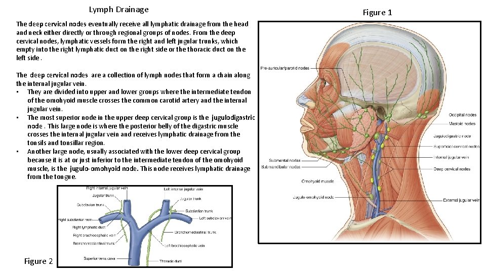 Lymph Drainage The deep cervical nodes eventually receive all lymphatic drainage from the head