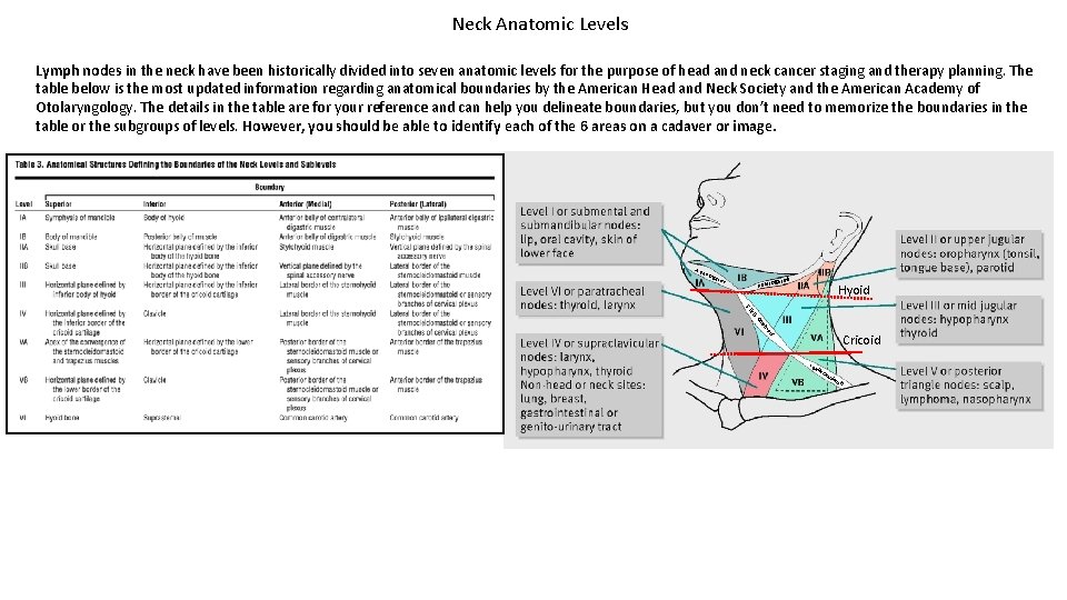 Neck Anatomic Levels Lymph nodes in the neck have been historically divided into seven