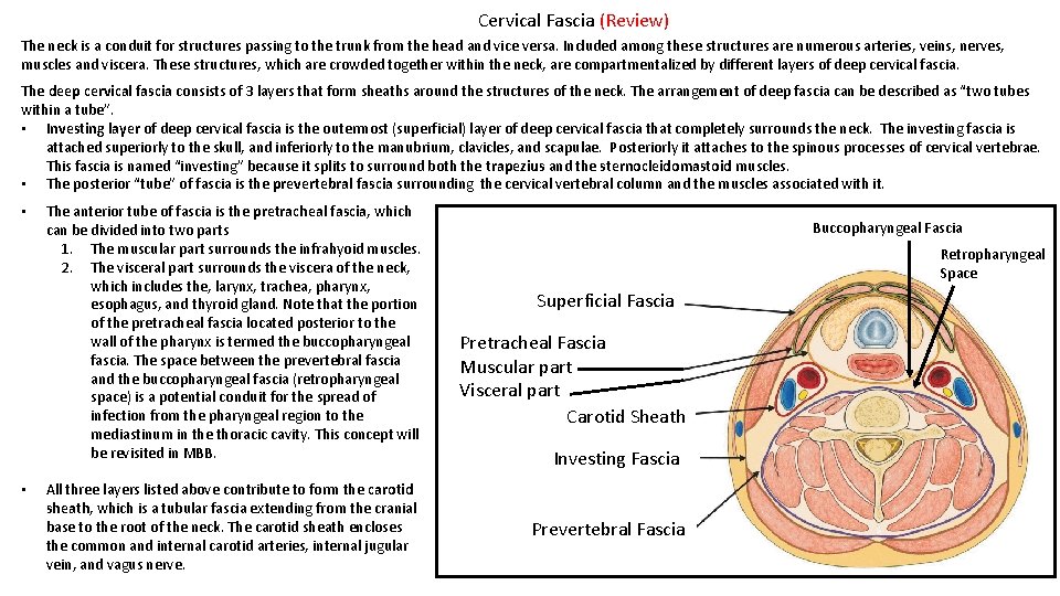 Cervical Fascia (Review) The neck is a conduit for structures passing to the trunk