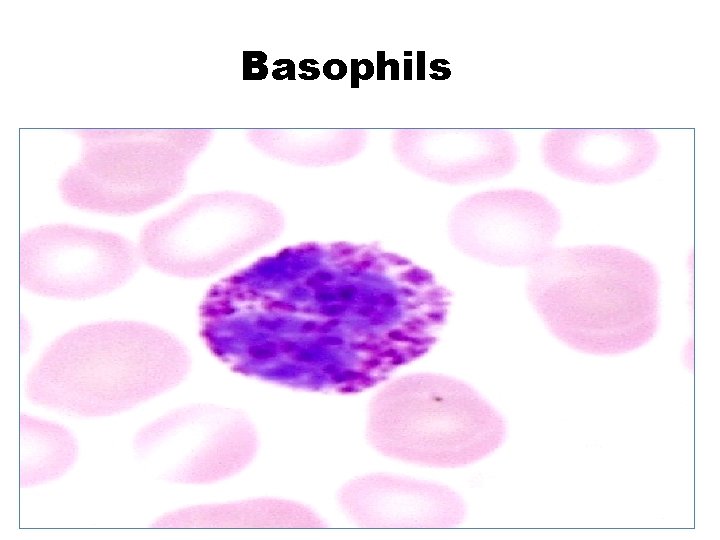 Basophils 