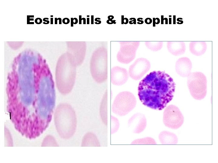 Eosinophils & basophils 