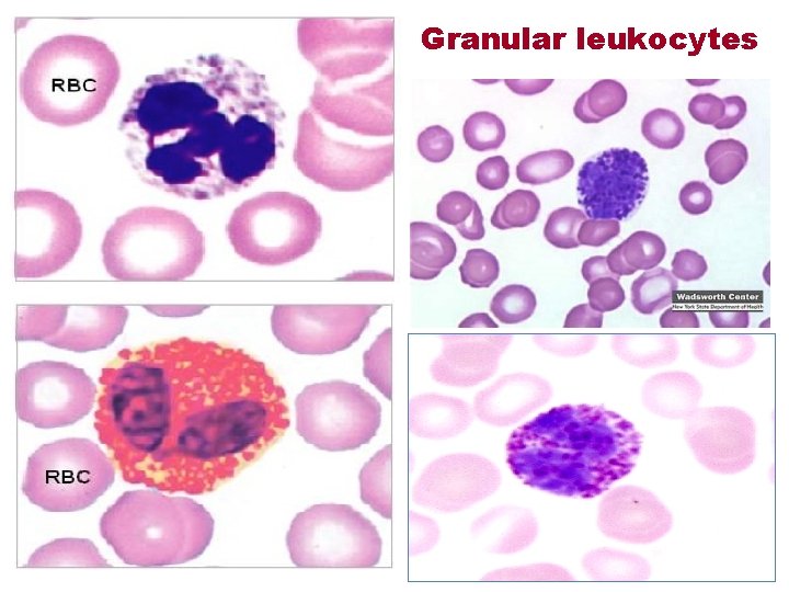 Granular leukocytes 12 