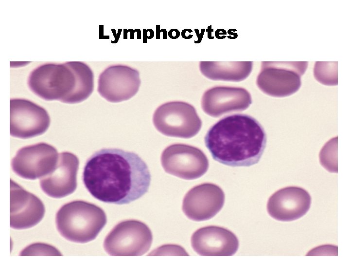 Lymphocytes 