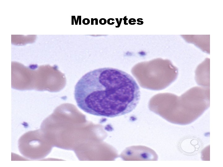 Monocytes 