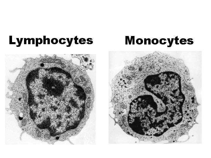 Lymphocytes Monocytes 