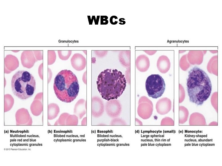 WBCs 