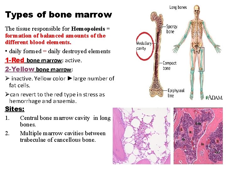 Types of bone marrow The tissue responsible for Hemopoiesis = formation of balanced amounts