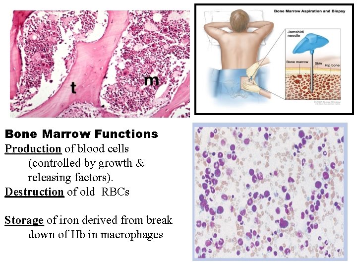 Bone Marrow Functions Production of blood cells (controlled by growth & releasing factors). Destruction