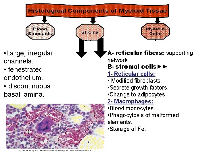  • Large, irregular channels. • fenestrated endothelium. • discontinuous basal lamina. A- reticular