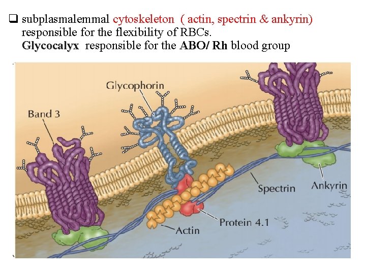 q subplasmalemmal cytoskeleton ( actin, spectrin & ankyrin) responsible for the flexibility of RBCs.