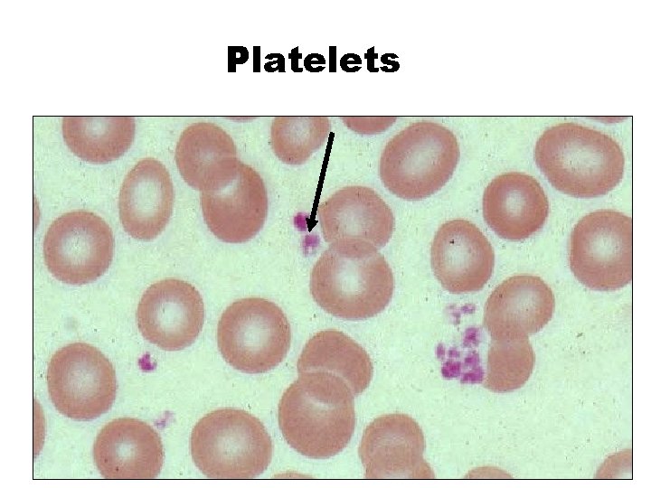 Platelets 