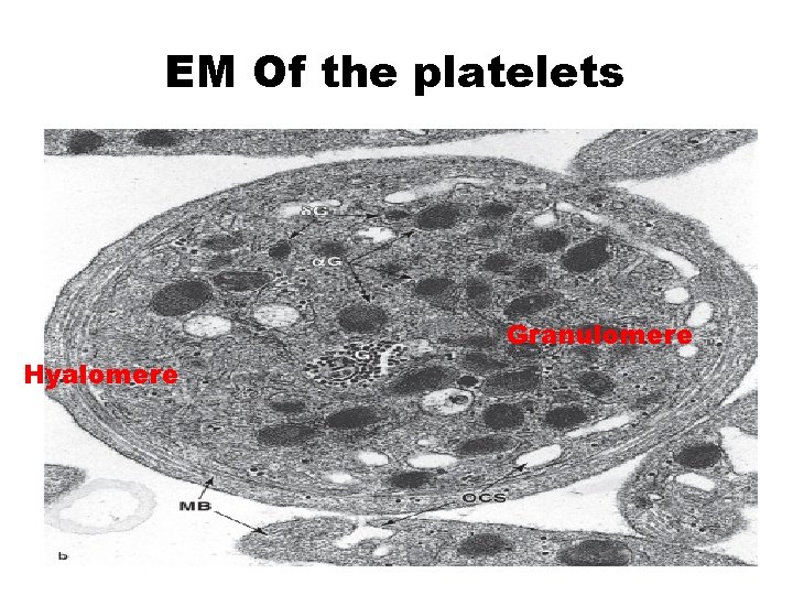 EM Of the platelets Granulomere Hyalomere 