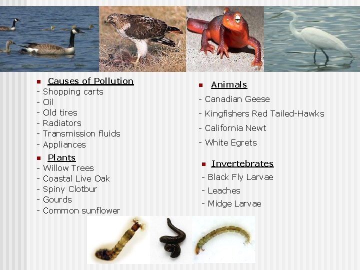 n n - Causes of Pollution Shopping carts Oil Old tires Radiators Transmission fluids