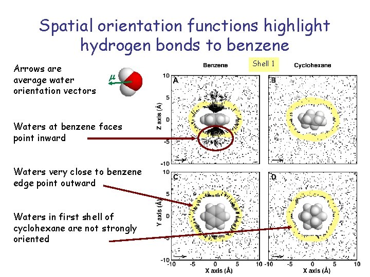 Spatial orientation functions highlight hydrogen bonds to benzene Arrows are average water orientation vectors