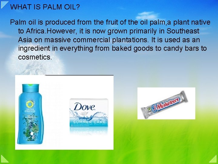 WHAT IS PALM OIL? Palm oil is produced from the fruit of the oil