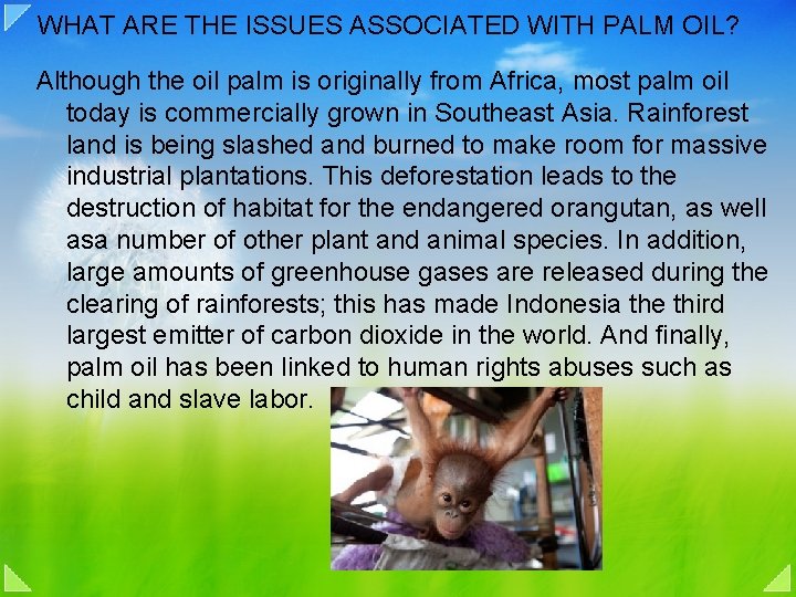 WHAT ARE THE ISSUES ASSOCIATED WITH PALM OIL? Although the oil palm is originally