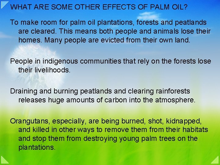 WHAT ARE SOME OTHER EFFECTS OF PALM OIL? To make room for palm oil