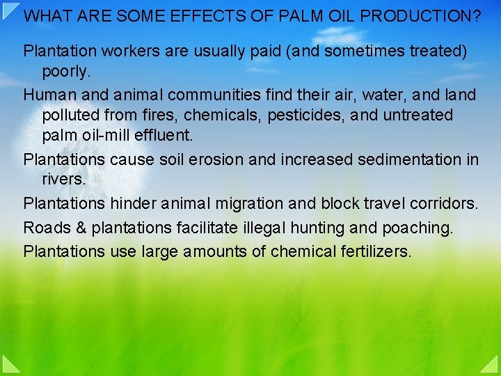 WHAT ARE SOME EFFECTS OF PALM OIL PRODUCTION? Plantation workers are usually paid (and