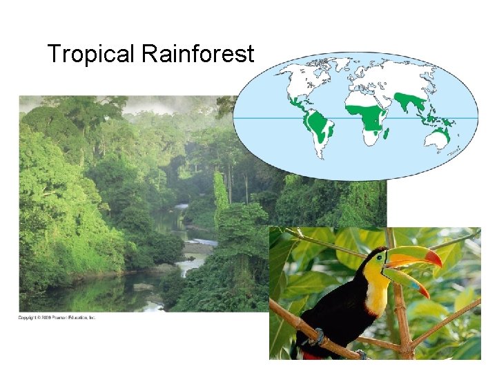 Tropical Rainforest 