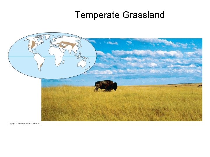 Temperate Grassland 