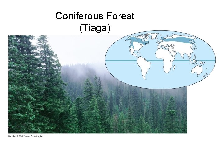 Coniferous Forest (Tiaga) 