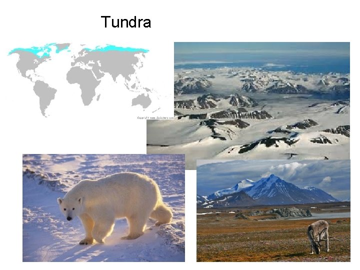 Tundra 