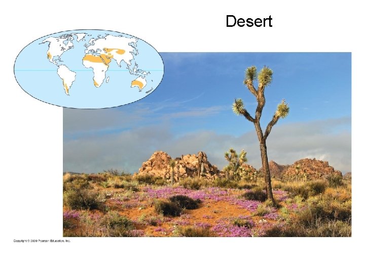 Desert 