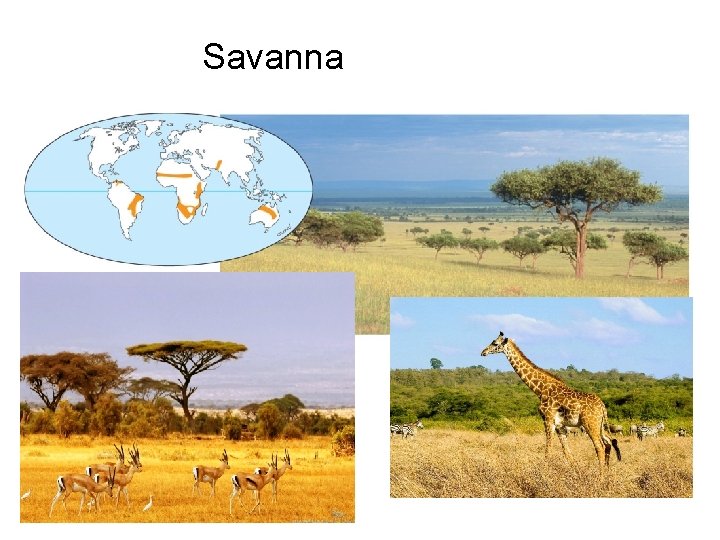 Savanna 