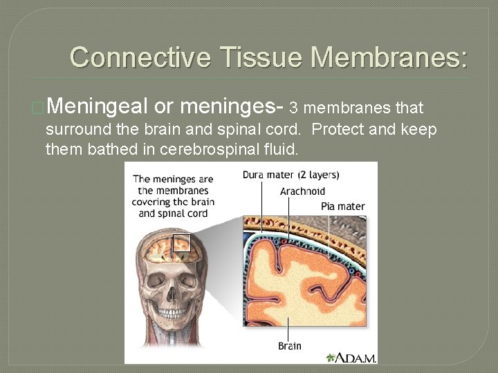 Connective Tissue Membranes: �Meningeal or meninges- 3 membranes that surround the brain and spinal Connective Tissue Membranes: �Meningeal or meninges- 3 membranes that surround the brain and spinal