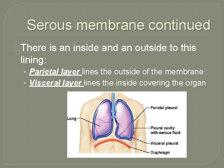 Serous membrane continued �There is an inside and an outside to this lining: •