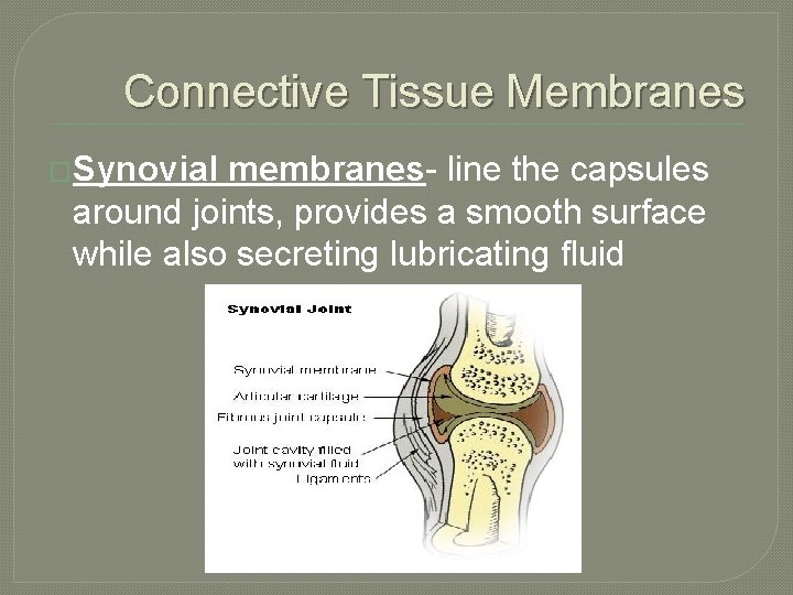 Connective Tissue Membranes �Synovial membranes- line the capsules around joints, provides a smooth surface Connective Tissue Membranes �Synovial membranes- line the capsules around joints, provides a smooth surface