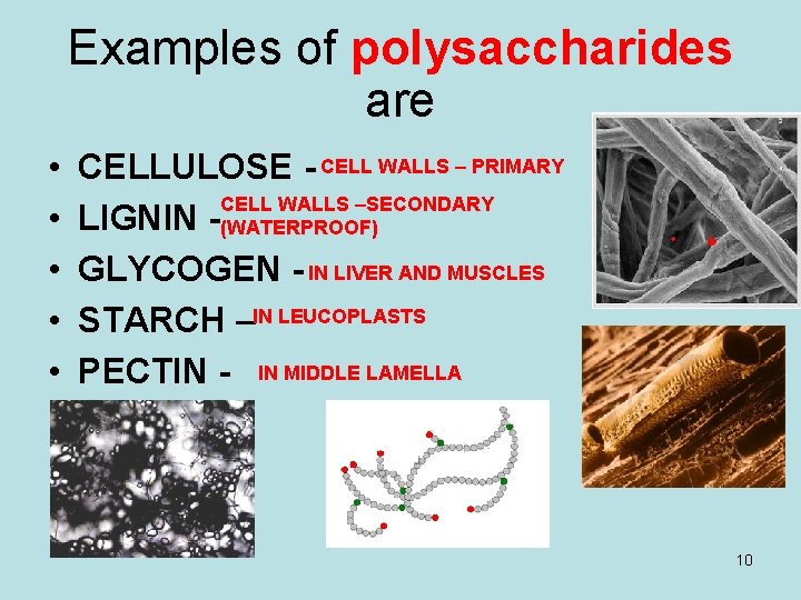 Examples of polysaccharides are • • • CELLULOSE - CELL WALLS – PRIMARY CELL Examples of polysaccharides are • • • CELLULOSE - CELL WALLS – PRIMARY CELL