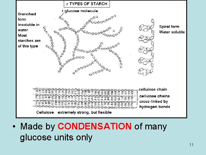  • Made by CONDENSATION of many glucose units only 11 