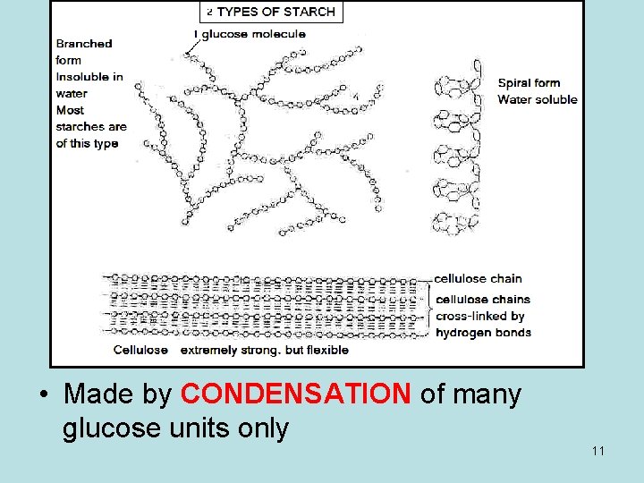 • Made by CONDENSATION of many glucose units only 11 • Made by CONDENSATION of many glucose units only 11