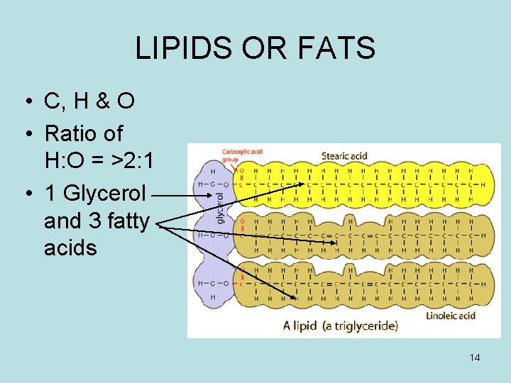 LIPIDS OR FATS • C, H & O • Ratio of H: O =