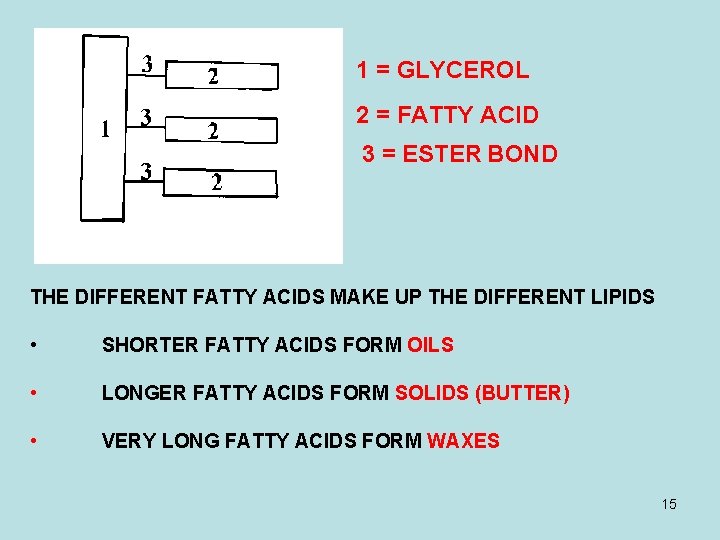 1 = GLYCEROL 2 = FATTY ACID 3 = ESTER BOND THE DIFFERENT FATTY